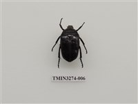 藏品(台灣黑騷金龜)的圖片